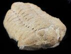 Calymene Celebra Trilobite - Illinois #45216-2